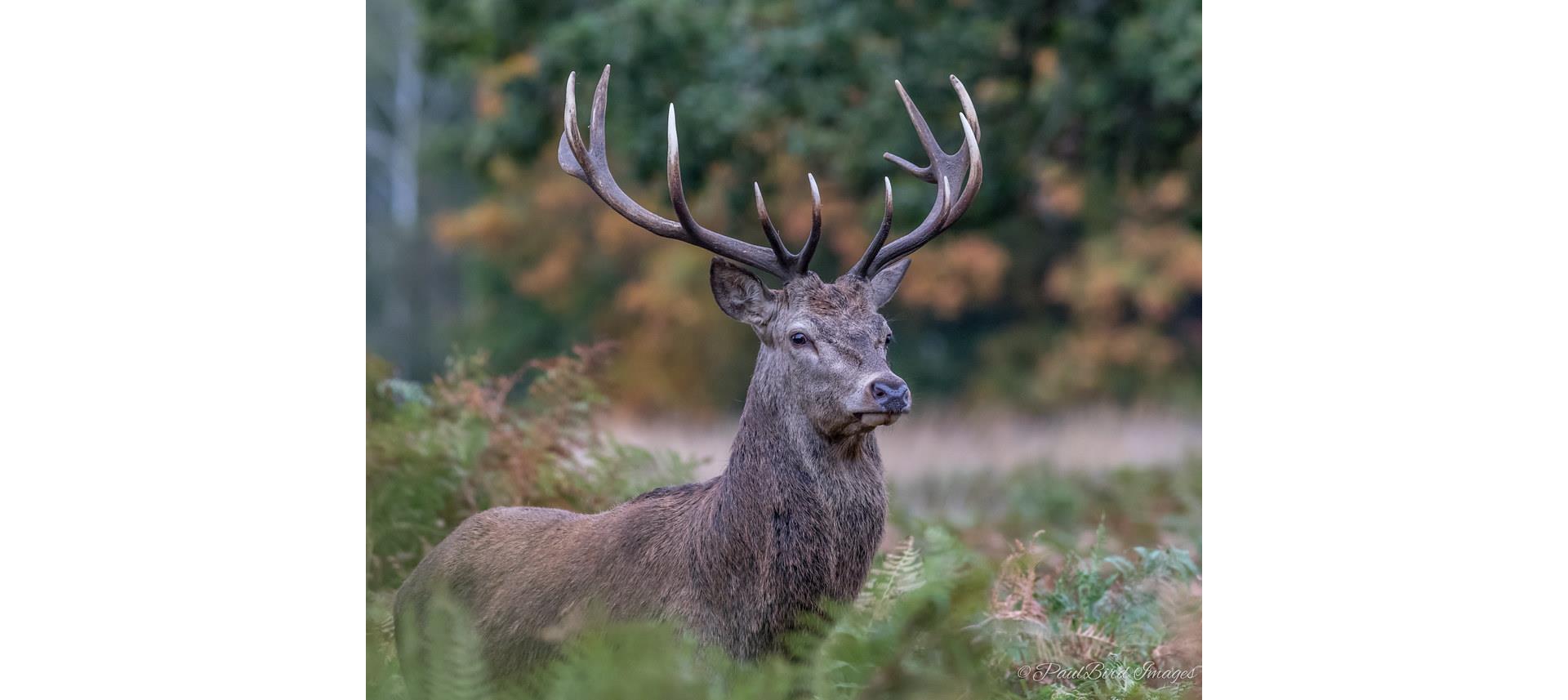 Venison