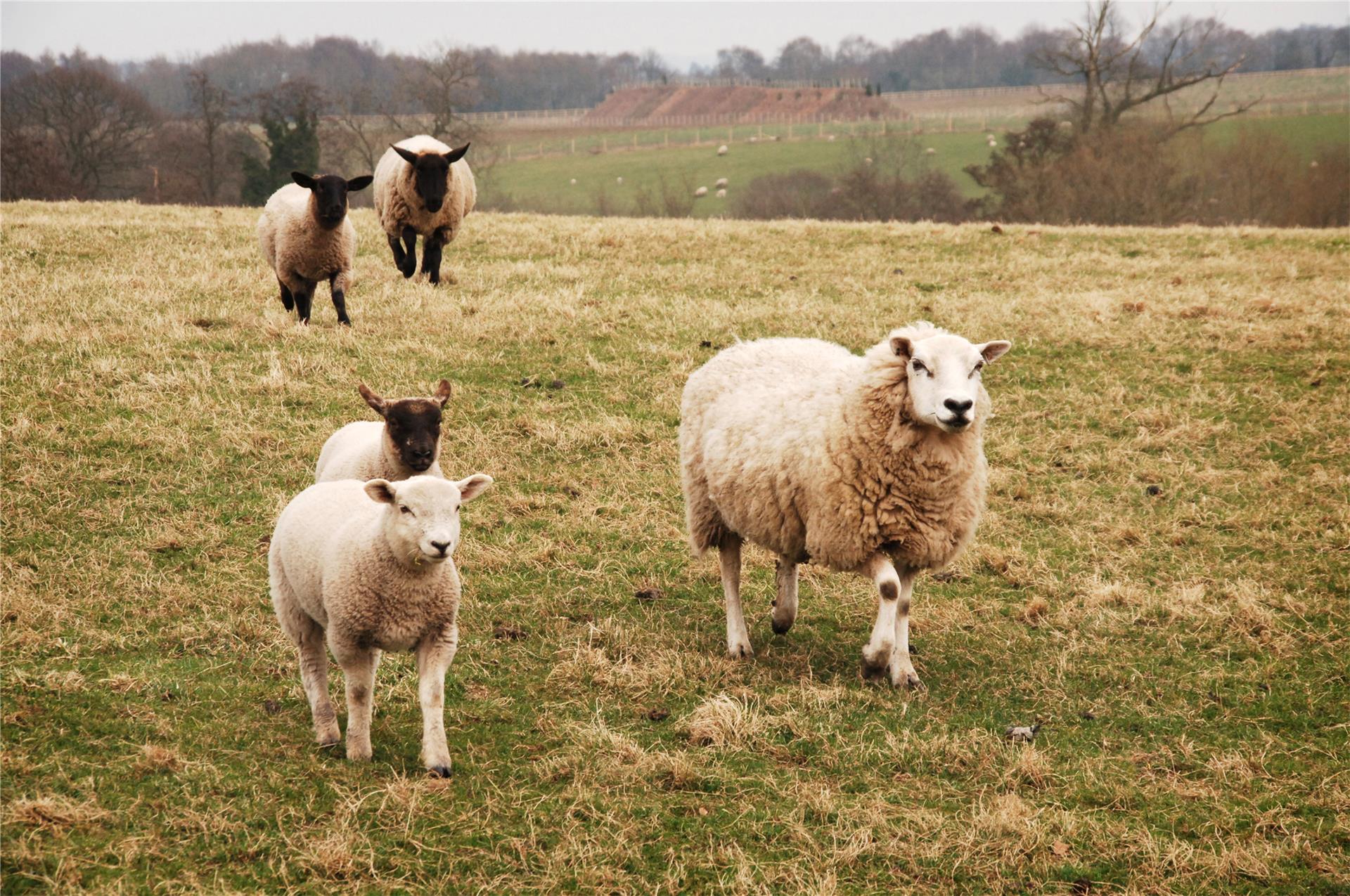 Lambing Shed Tours