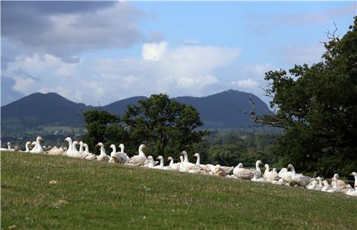 Brisbourne Free Range Goose