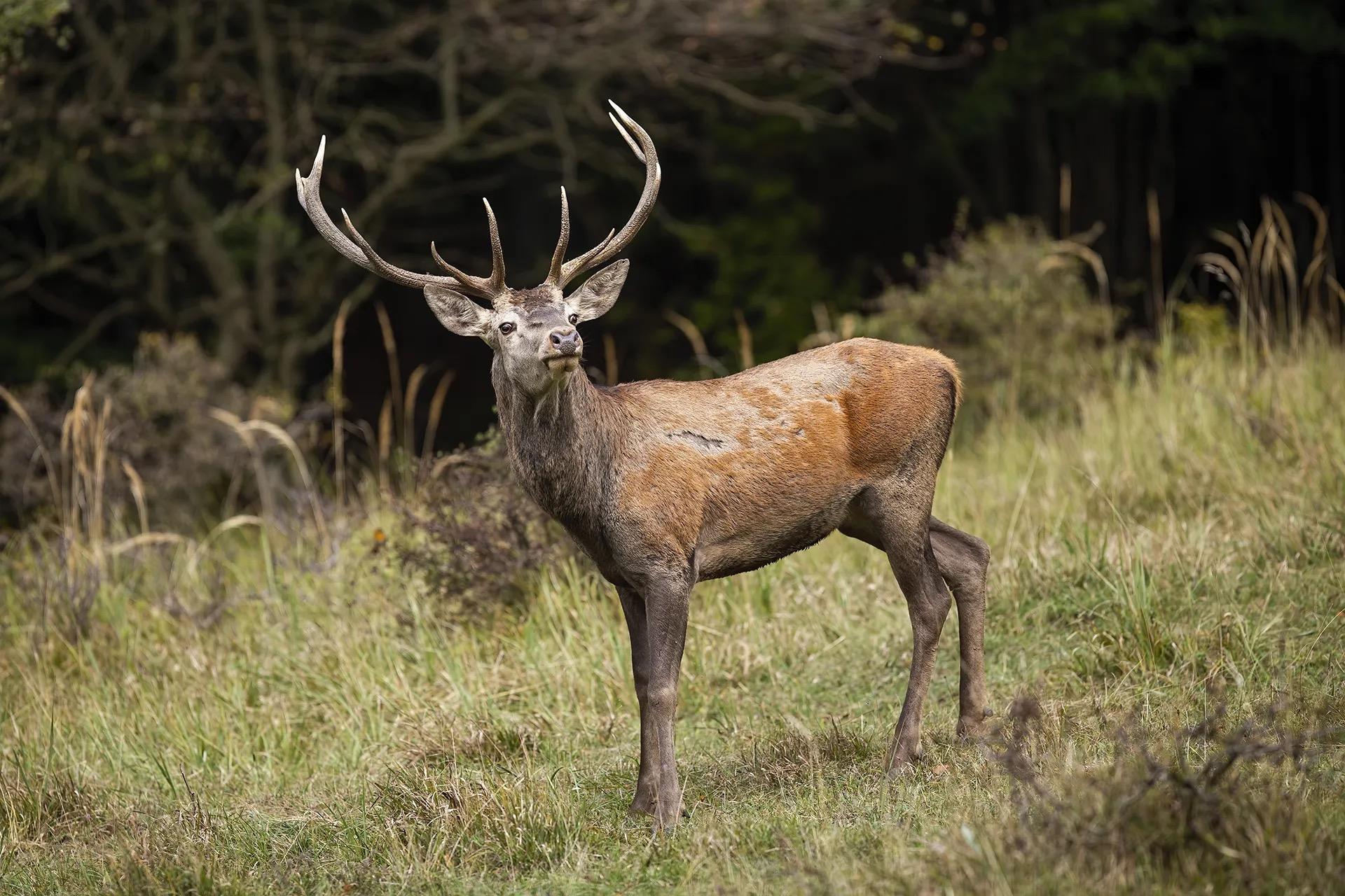 Venison