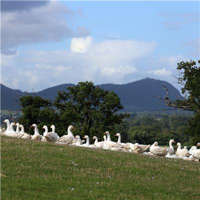 Brisbourne Free Range Goose